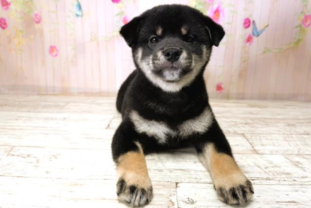 千葉県の柴犬(標準サイズ) (Coo&RIKUフレスポ稲毛店/2025年11月13日生まれ/男の子/黒)の子犬の1枚目の画像