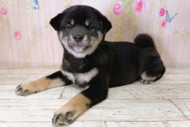 千葉県の柴犬(標準サイズ) (Coo&RIKUフレスポ稲毛店/2025年11月13日生まれ/男の子/黒)の子犬の2枚目の画像