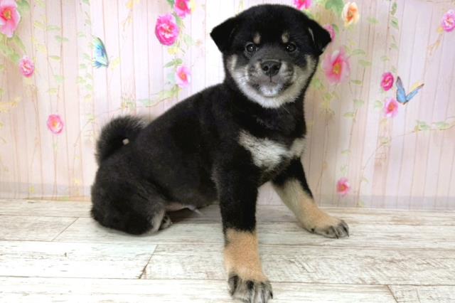 千葉県の柴犬(標準サイズ) (Coo&RIKUフレスポ稲毛店/2025年11月13日生まれ/男の子/黒)の子犬の3枚目の画像