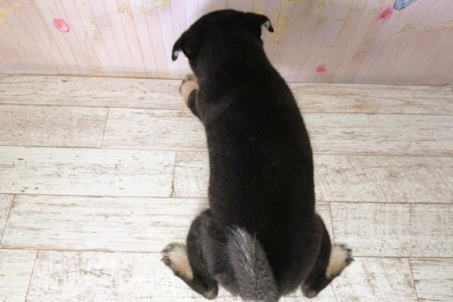 千葉県の柴犬(標準サイズ) (Coo&RIKUフレスポ稲毛店/2025年11月13日生まれ/男の子/黒)の子犬の4枚目の画像