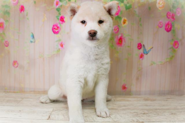 北海道の柴犬(標準サイズ) (Coo&RIKU札幌東店/2025年11月13日生まれ/女の子/淡赤)の子犬の1枚目の画像