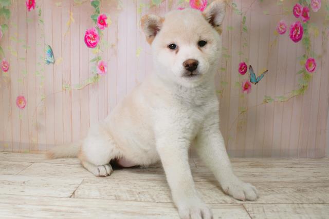 北海道の柴犬(標準サイズ) (Coo&RIKU札幌東店/2025年11月13日生まれ/女の子/淡赤)の子犬の3枚目の画像