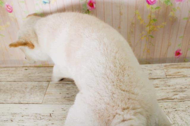 北海道の柴犬(標準サイズ) (Coo&RIKU札幌東店/2025年11月13日生まれ/女の子/淡赤)の子犬の4枚目の画像