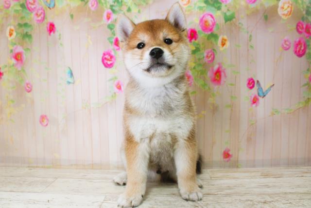 千葉県の柴犬(標準サイズ) (Coo&RIKU若葉都賀店/2025年11月15日生まれ/男の子/赤)の子犬