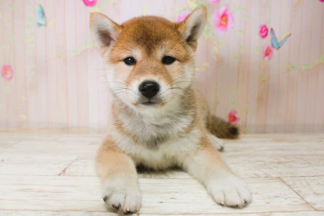 千葉県の柴犬(標準サイズ) (Coo&RIKUアクロスモール新鎌ケ谷店/2025年11月15日生まれ/女の子/赤)の子犬の1枚目の画像