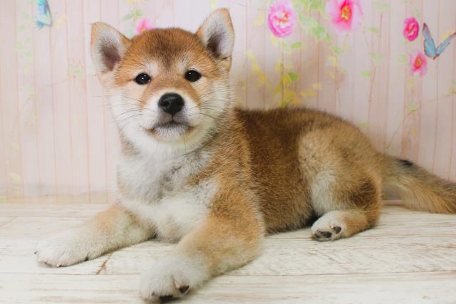 千葉県の柴犬(標準サイズ) (Coo&RIKUアクロスモール新鎌ケ谷店/2025年11月15日生まれ/女の子/赤)の子犬の2枚目の画像