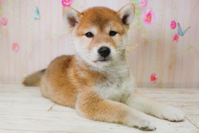 千葉県の柴犬(標準サイズ) (Coo&RIKUアクロスモール新鎌ケ谷店/2025年11月15日生まれ/女の子/赤)の子犬の3枚目の画像