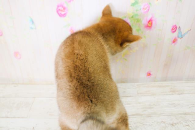 千葉県の柴犬(標準サイズ) (Coo&RIKUアクロスモール新鎌ケ谷店/2025年11月15日生まれ/女の子/赤)の子犬の4枚目の画像