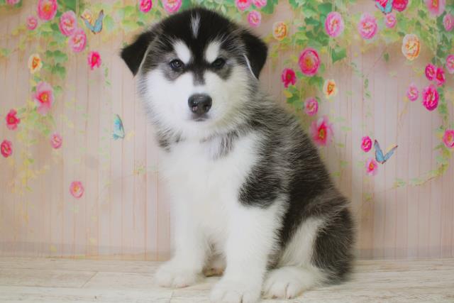 北海道のハーフ犬・ミックス犬 (Coo&RIKU帯広店/2025年11月17日生まれ/男の子/ブラックホワイト)の子犬の2枚目の画像