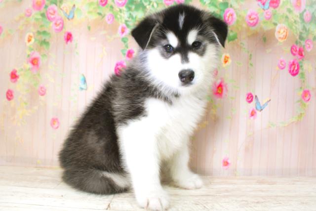 北海道のハーフ犬・ミックス犬 (Coo&RIKU帯広店/2025年11月17日生まれ/男の子/ブラックホワイト)の子犬の3枚目の画像