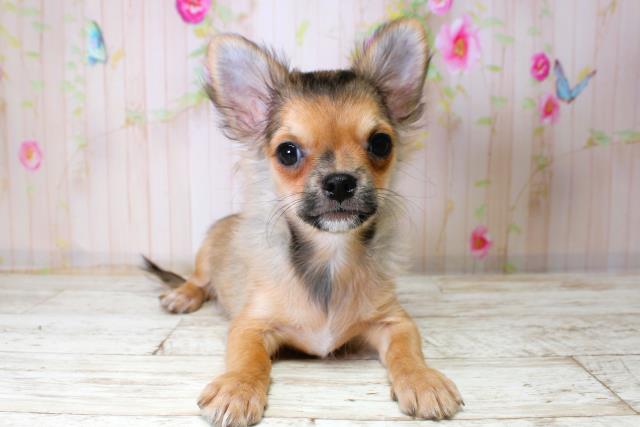 千葉県のチワワ(ロング) (Coo&RIKU南柏店/2025年10月14日生まれ/男の子/レッド)の子犬の1枚目の画像