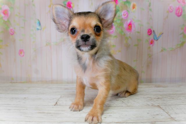 千葉県のチワワ(ロング) (Coo&RIKU南柏店/2025年10月14日生まれ/男の子/レッド)の子犬の2枚目の画像