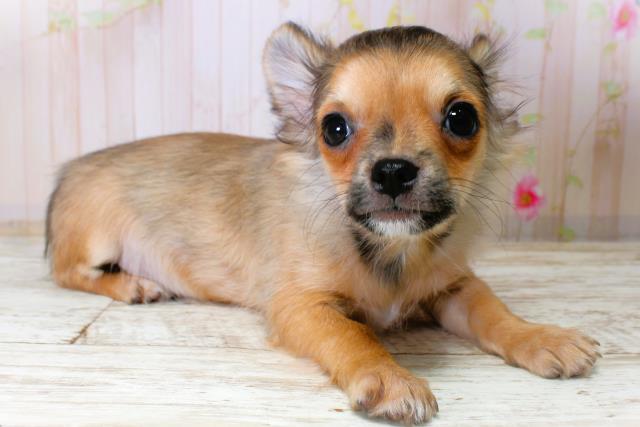 千葉県のチワワ(ロング) (Coo&RIKU南柏店/2025年10月14日生まれ/男の子/レッド)の子犬の3枚目の画像