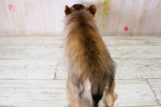 千葉県のチワワ(ロング) (Coo&RIKU南柏店/2025年10月14日生まれ/男の子/レッド)の子犬の4枚目の画像