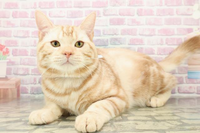 埼玉県のマンチカン (Coo&RIKUアニマルケアセンター大宮/2025年6月18日生まれ/男の子/レッドタビー)の子猫の2枚目の画像