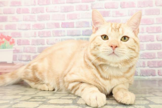 埼玉県のマンチカン (Coo&RIKUアニマルケアセンター大宮/2025年6月18日生まれ/男の子/レッドタビー)の子猫の3枚目の画像