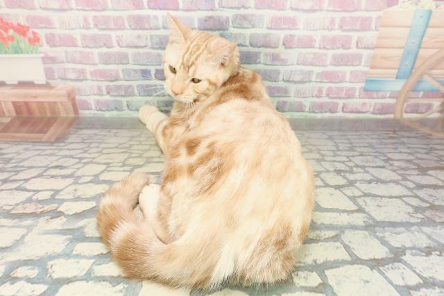 埼玉県のマンチカン (Coo&RIKUアニマルケアセンター大宮/2025年6月18日生まれ/男の子/レッドタビー)の子猫の4枚目の画像