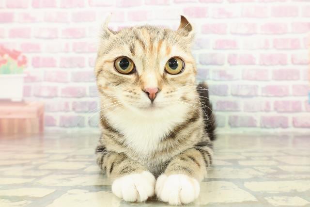 埼玉県のアメリカンカール (Coo&RIKUアニマルケアセンター大宮/2025年7月12日生まれ/女の子/ブラウンパッチドタビーホワイト)の子猫の1枚目の画像