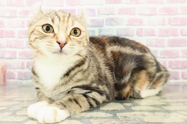 埼玉県のアメリカンカール (Coo&RIKUアニマルケアセンター大宮/2025年7月12日生まれ/女の子/ブラウンパッチドタビーホワイト)の子猫の2枚目の画像