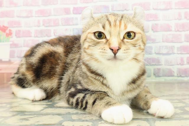 埼玉県のアメリカンカール (Coo&RIKUアニマルケアセンター大宮/2025年7月12日生まれ/女の子/ブラウンパッチドタビーホワイト)の子猫の3枚目の画像