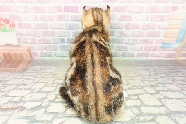 埼玉県のアメリカンカール (Coo&RIKUアニマルケアセンター大宮/2025年7月12日生まれ/女の子/ブラウンパッチドタビーホワイト)の子猫の4枚目の画像