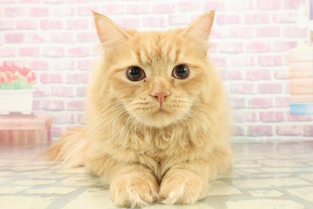 埼玉県のサイベリアン (Coo&RIKU春日部店/2025年5月29日生まれ/男の子/レッドタビー)の子猫の1枚目の画像