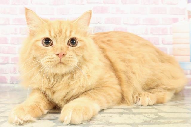 埼玉県のサイベリアン (Coo&RIKU春日部店/2025年5月29日生まれ/男の子/レッドタビー)の子猫の2枚目の画像