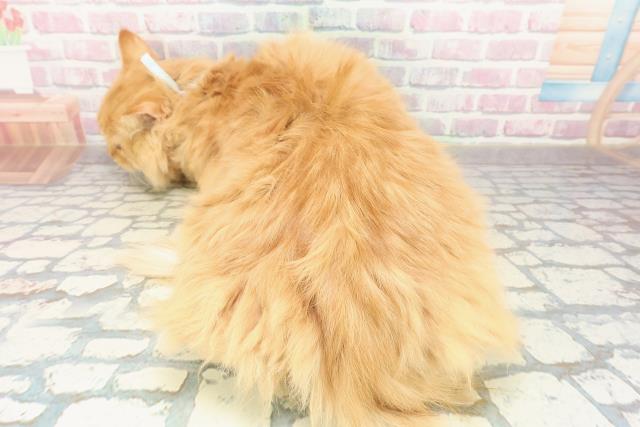 埼玉県のサイベリアン (Coo&RIKU春日部店/2025年5月29日生まれ/男の子/レッドタビー)の子猫の4枚目の画像