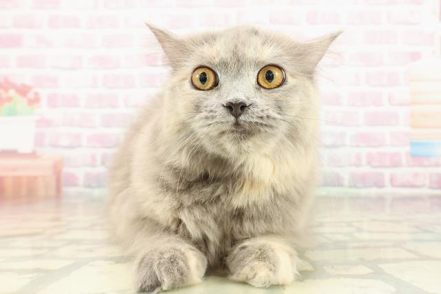 栃木県のサイベリアン (Coo&RIKU足利店/2025年5月13日生まれ/女の子/ブルークリーム)の子猫の1枚目の画像