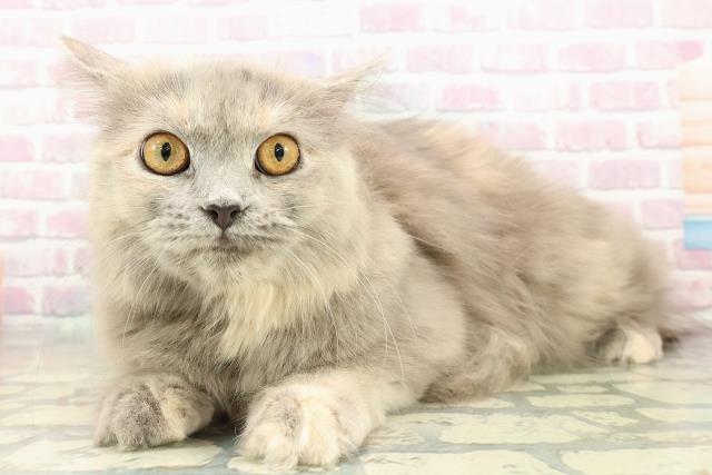 栃木県のサイベリアン (Coo&RIKU足利店/2025年5月13日生まれ/女の子/ブルークリーム)の子猫の2枚目の画像