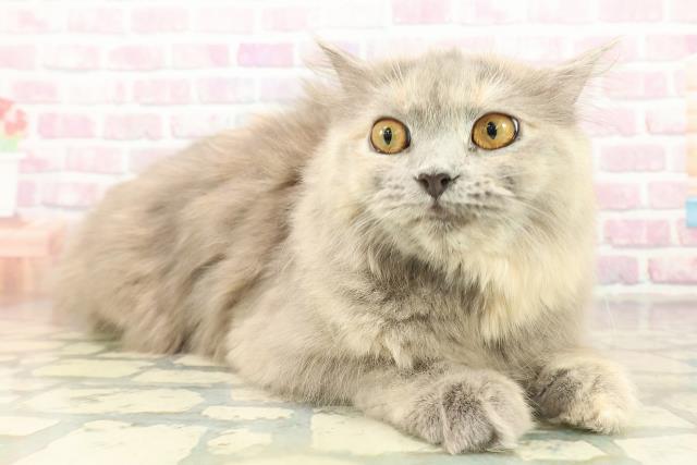 栃木県のサイベリアン (Coo&RIKU足利店/2025年5月13日生まれ/女の子/ブルークリーム)の子猫の3枚目の画像