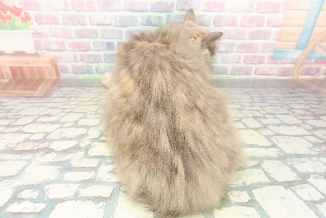 栃木県のサイベリアン (Coo&RIKU足利店/2025年5月13日生まれ/女の子/ブルークリーム)の子猫の4枚目の画像