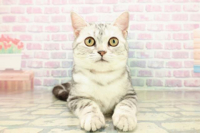 千葉県のアメリカンショートヘアー (Coo&RIKU南柏店/2025年8月2日生まれ/女の子/シルバーパッチドタビー)の子猫