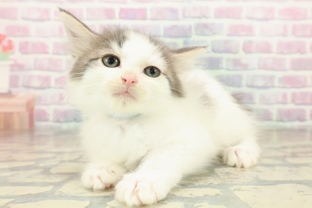 滋賀県のノルウェージャンフォレストキャット (Coo&RIKU長浜店/2025年10月29日生まれ/男の子/ブルータビーホワイト)の子猫の2枚目の画像