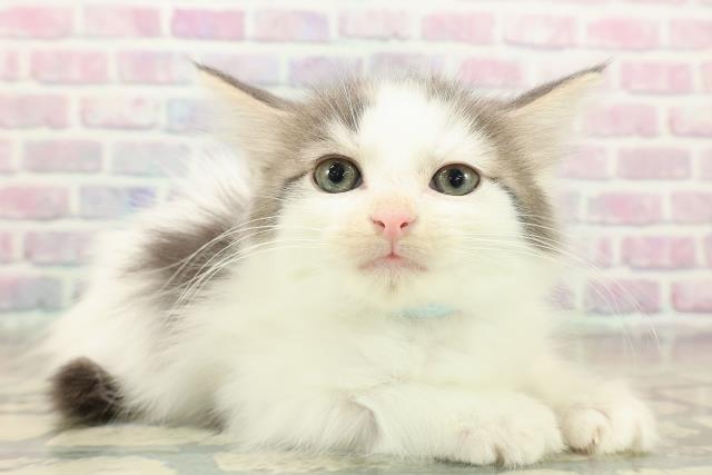 滋賀県のノルウェージャンフォレストキャット (Coo&RIKU長浜店/2025年10月29日生まれ/男の子/ブルータビーホワイト)の子猫の3枚目の画像