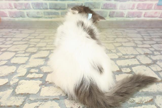 滋賀県のノルウェージャンフォレストキャット (Coo&RIKU長浜店/2025年10月29日生まれ/男の子/ブルータビーホワイト)の子猫の4枚目の画像