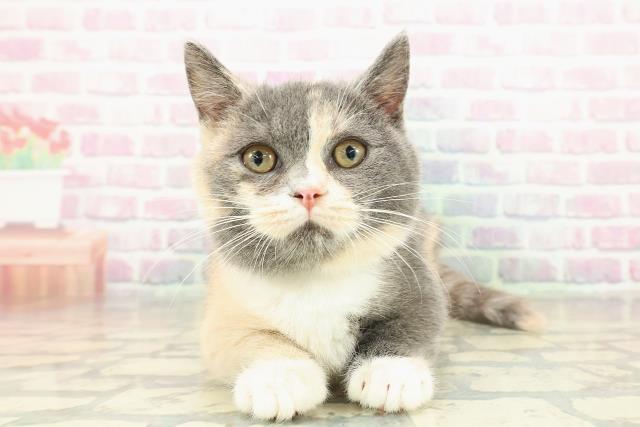 埼玉県のマンチカン (Coo&RIKU春日部店/2025年9月24日生まれ/女の子/ダイリュートキャリコ)の子猫の1枚目の画像