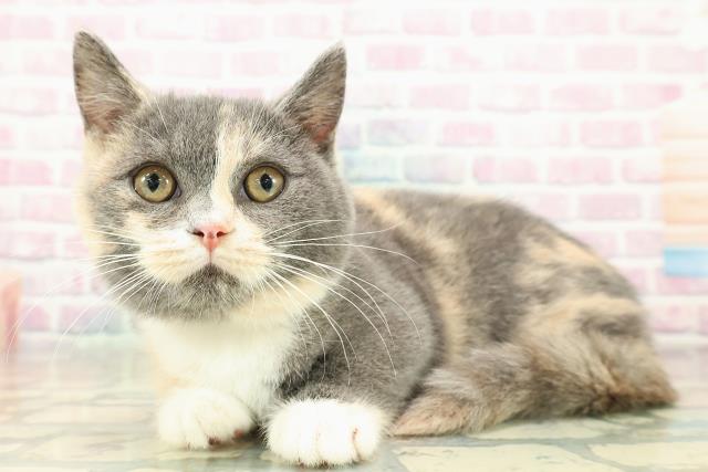 埼玉県のマンチカン (Coo&RIKU春日部店/2025年9月24日生まれ/女の子/ダイリュートキャリコ)の子猫の2枚目の画像