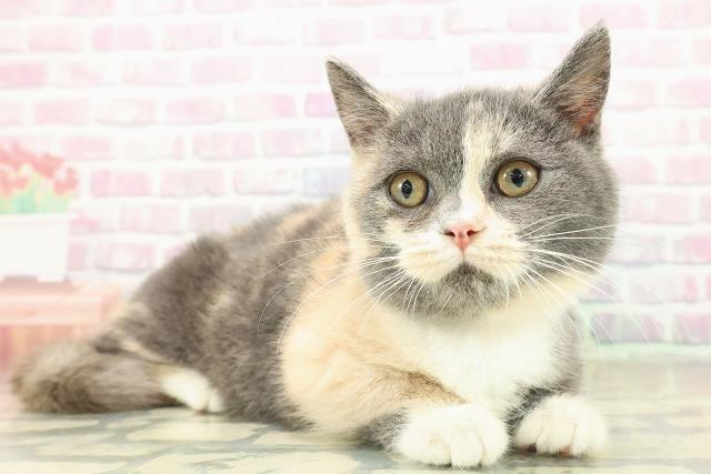 埼玉県のマンチカン (Coo&RIKU春日部店/2025年9月24日生まれ/女の子/ダイリュートキャリコ)の子猫の3枚目の画像