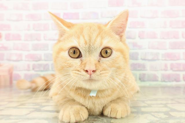 千葉県のマンチカン (Coo&RIKUアクロスモール新鎌ケ谷店/2025年9月2日生まれ/男の子/レッドタビー)の子猫の1枚目の画像