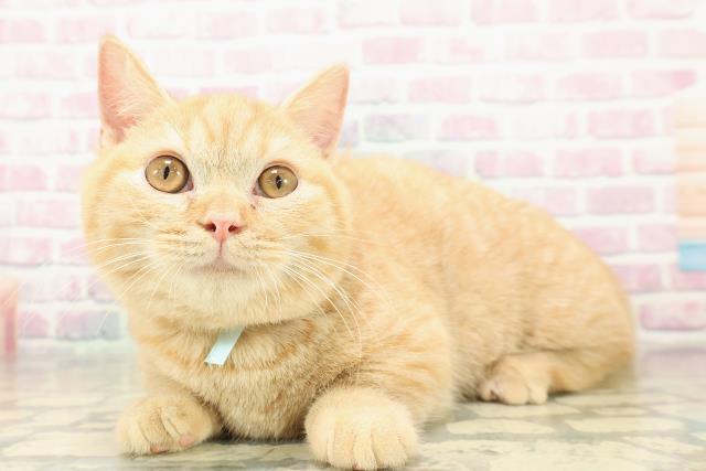 千葉県のマンチカン (Coo&RIKUアクロスモール新鎌ケ谷店/2025年9月2日生まれ/男の子/レッドタビー)の子猫の2枚目の画像