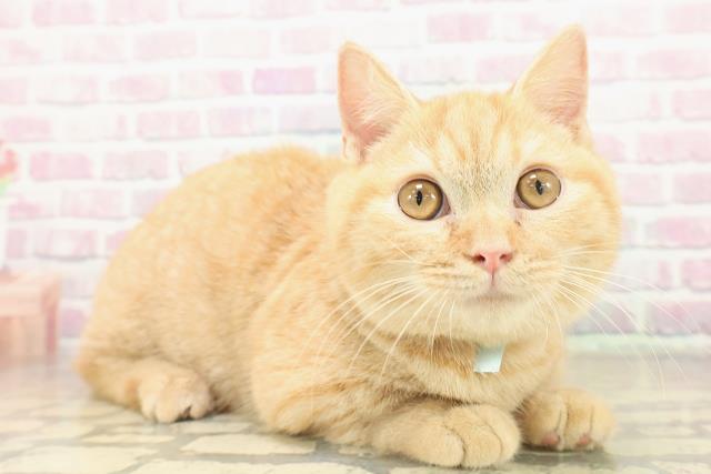 千葉県のマンチカン (Coo&RIKUアクロスモール新鎌ケ谷店/2025年9月2日生まれ/男の子/レッドタビー)の子猫の3枚目の画像