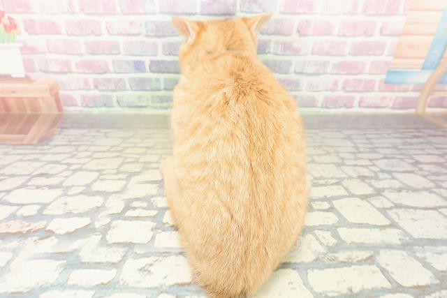 千葉県のマンチカン (Coo&RIKUアクロスモール新鎌ケ谷店/2025年9月2日生まれ/男の子/レッドタビー)の子猫の4枚目の画像