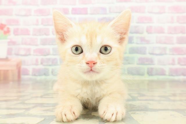 兵庫県のスコティッシュフォールド (Coo&RIKU伊丹店/2025年11月13日生まれ/男の子/レッドタビー)の子猫の1枚目の画像