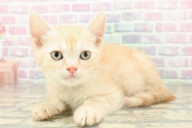 兵庫県のスコティッシュフォールド (Coo&RIKU伊丹店/2025年11月13日生まれ/男の子/レッドタビー)の子猫の2枚目の画像