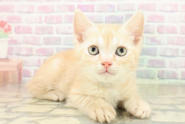 兵庫県のスコティッシュフォールド (Coo&RIKU伊丹店/2025年11月13日生まれ/男の子/レッドタビー)の子猫の3枚目の画像