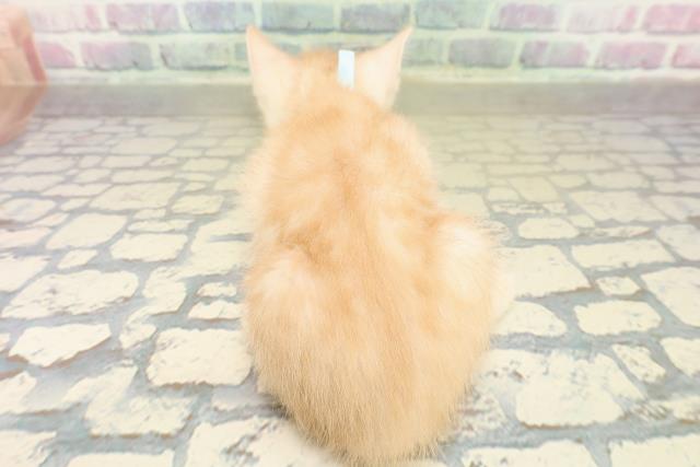 兵庫県のスコティッシュフォールド (Coo&RIKU伊丹店/2025年11月13日生まれ/男の子/レッドタビー)の子猫の4枚目の画像