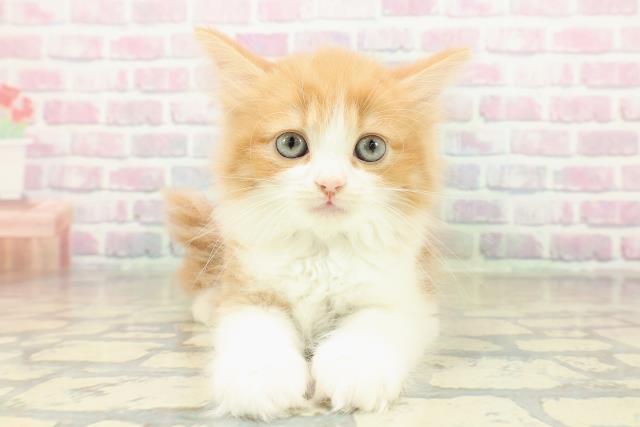 兵庫県のラガマフィン (Coo&RIKU神戸垂水店/2025年11月14日生まれ/男の子/レッドタビーホワイト)の子猫の1枚目の画像