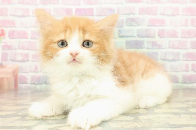 兵庫県のラガマフィン (Coo&RIKU神戸垂水店/2025年11月14日生まれ/男の子/レッドタビーホワイト)の子猫の2枚目の画像