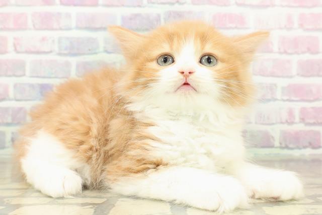 兵庫県のラガマフィン (Coo&RIKU神戸垂水店/2025年11月14日生まれ/男の子/レッドタビーホワイト)の子猫の3枚目の画像